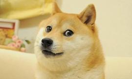 DOG:随着马斯克推特收购效应消退，256M狗狗币转移到币安和Coinbase_RUN DOGE