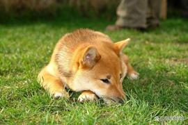 EPE:狗狗币 (DOGE) 2025-2030 年价格预测：DOGE 离底部有多近？_马斯克