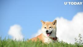 GOT:在指控中，Dogechain (DC) 价格持续飙升_COIN