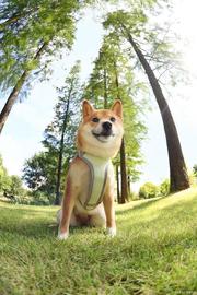 FTO:Floki Inu 在发布 Elon Musk 的推文后飙升 58.43%_fto币局