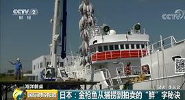 比特币:日本金鱼供不应求 人民币100元/公斤！为啥卖得这么火？_300
