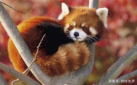 WAN:每100个家庭就有17家养宠物，养猫狗占81% 宠物行业发展空间巨大_DAV