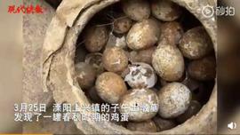 AMP:如果你想在死后变成化石，我们或许能给你出个主意_HTT