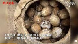 EFI:鸡蛋也成化石？鸡妈妈知道得石化……_GAS