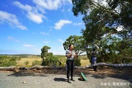 SAN:这里最贵的羊驼160万一只，可人们最初养它们的初衷却是为了省钱_candy币官网