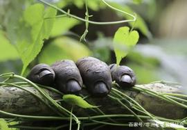 BICA:东非6国之乌干达观感_MATRIX价格