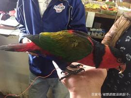 亚马逊:超市门口有人卖鹦鹉，报价15元人民币，吸蜜鹦鹉该不该买？_300
