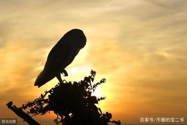 比特币:BCH和BSV减半后出现下跌，下一步DASH的减半会怎么样？_DAS