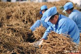 50K:黄芪丰收栽培技术,掌握规模化机械化重要因素,做好这些轻松高产_Compound Wrapped BTC