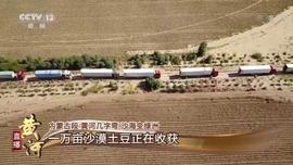 300:沙漠种土豆 生态和效益“双丰收”_300