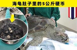 SIN:在动物的身体里被人类找到的7种怪异的东西_OMS