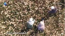MIR:人民币竟然是棉花造的！从