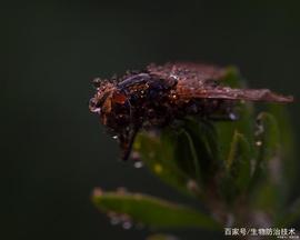 TRAT:昆虫生产以及昆虫生产学_Substratum