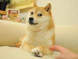 ABO:狗狗币背后的那只小柴犬16岁了！_KABOSU