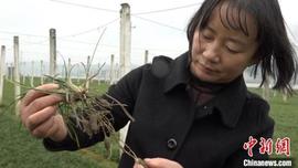 泰达币:“中国麦冬之乡”的新春图景：“小中药”走向世界 民众喜盼丰收_泰达币可信吗