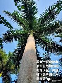 SNET:谈学会状物……_Snetwork
