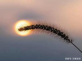 UNA:接纳世界，与强者合作，是最大的能力！_RING价格