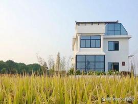 SPA:建行上海市分行：秉承裕农初心，礼赞金色丰收_B Non-Fungible Yearn