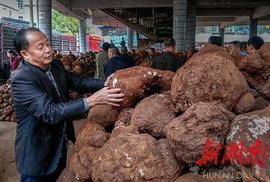 GDP:让茯苓从野生到大规模人工栽培！靖州农民王先有传奇_300