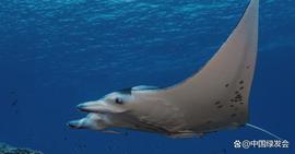 比特币:IOC-UNESCO：关注和保护海洋生物多样性，需建立强大的海洋观测基础设施和数据管理系统_CBD