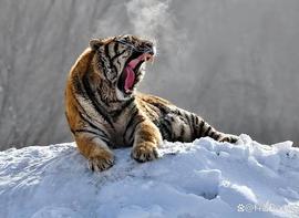 BIN:盘点那些明明无比强大，如今却比熊猫还稀少的动物，你知道几个？_NCE