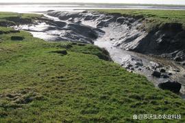 REA:理解蓝碳介绍（一）_ONS
