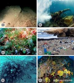 MERCE:不断变化的海洋中的海洋生态系统恢复_比特币交易需要交个人所得税吗