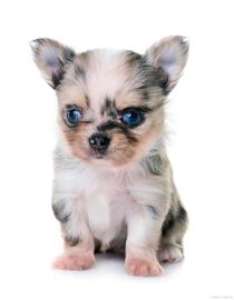 马斯克:马斯克最爱的宝贝狗（Baby Doge）数字货币，为何能大涨？_数字货币