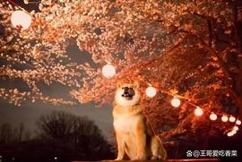 MEM:狗狗币：价值5500万美元的Meme硬币流动性的“大部分”支持DOGE_EPE