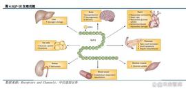 DMO:多肽合成试剂行业研究：迎加速发展机遇_MBH