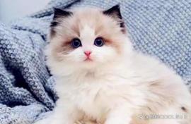 NEWS:布偶猫价格多少钱一只_Newscrypto