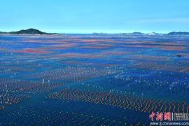 比特币:福建连江“海上牧场”再迎鲍鱼丰收季_比特币
