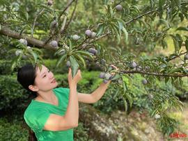 :屏山“茵红李”年综合产值近20亿元 女厂长放弃40万元年薪回家种李子_