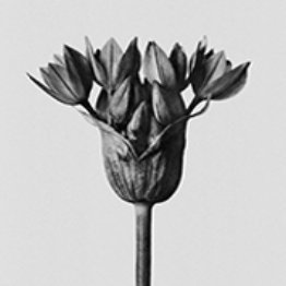 Morphose|MORPH_MORPH币价格_MORPH最新价格_MORPH交易所