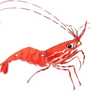Shrimp Finance|SHRIMP_SHRIMP币价格_SHRIMP最新价格_SHRIMP交易所