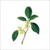 桂花|FGS_FGS币价格_FGS最新价格_FGS交易所