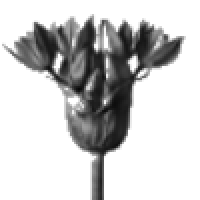 MORPHOSE|MORPH_MORPH价格_MORPH最新价格_MORPH交易所