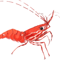 Shrimp Finance|SHRIMP_SHRIMP价格_SHRIMP最新价格_SHRIMP交易所